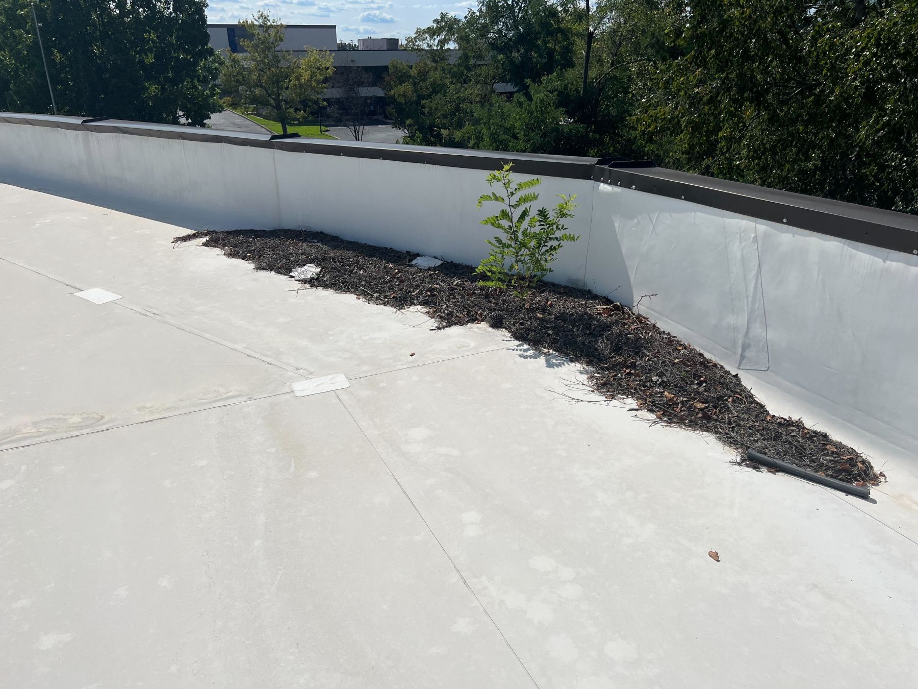 Top 5 Signs Your Commercial Roof Needs Repair or Replacement